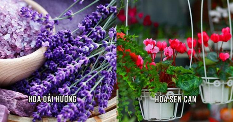 Muốn nhà sạch muỗi, ruồi không còn vết dấu, hãy dùng những loại cây tự nhiên sau