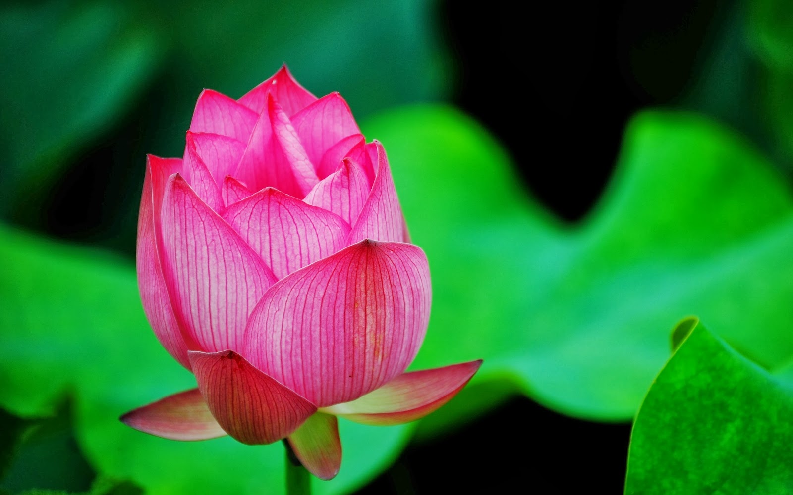 Tử vi tài lộc của 12 con giáp tháng 12/2018 dương lịch