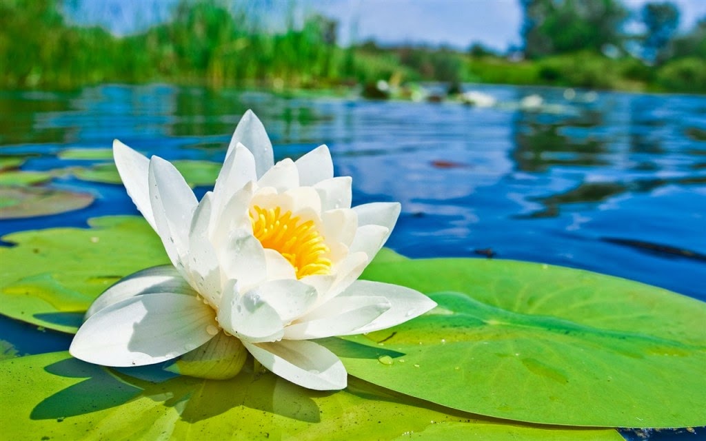 Tử vi của 12 con giáp trong ngày 7/12/2018