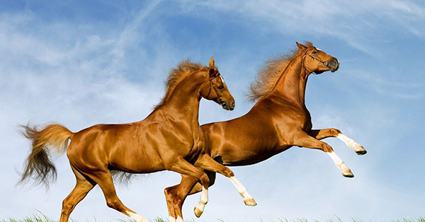 3 con giáp khó khăn chỉ là tạm thời, sau 35 tuổi an tâm ngồi rung đùi hưởng lộc