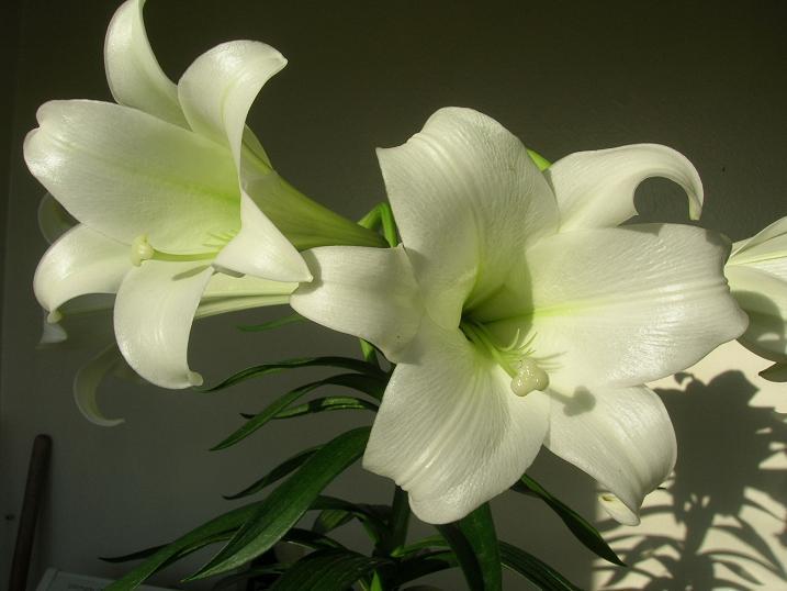 Điểm Danh Các Loại Thực Phẩm Giúp Làm Sạch Phổi!