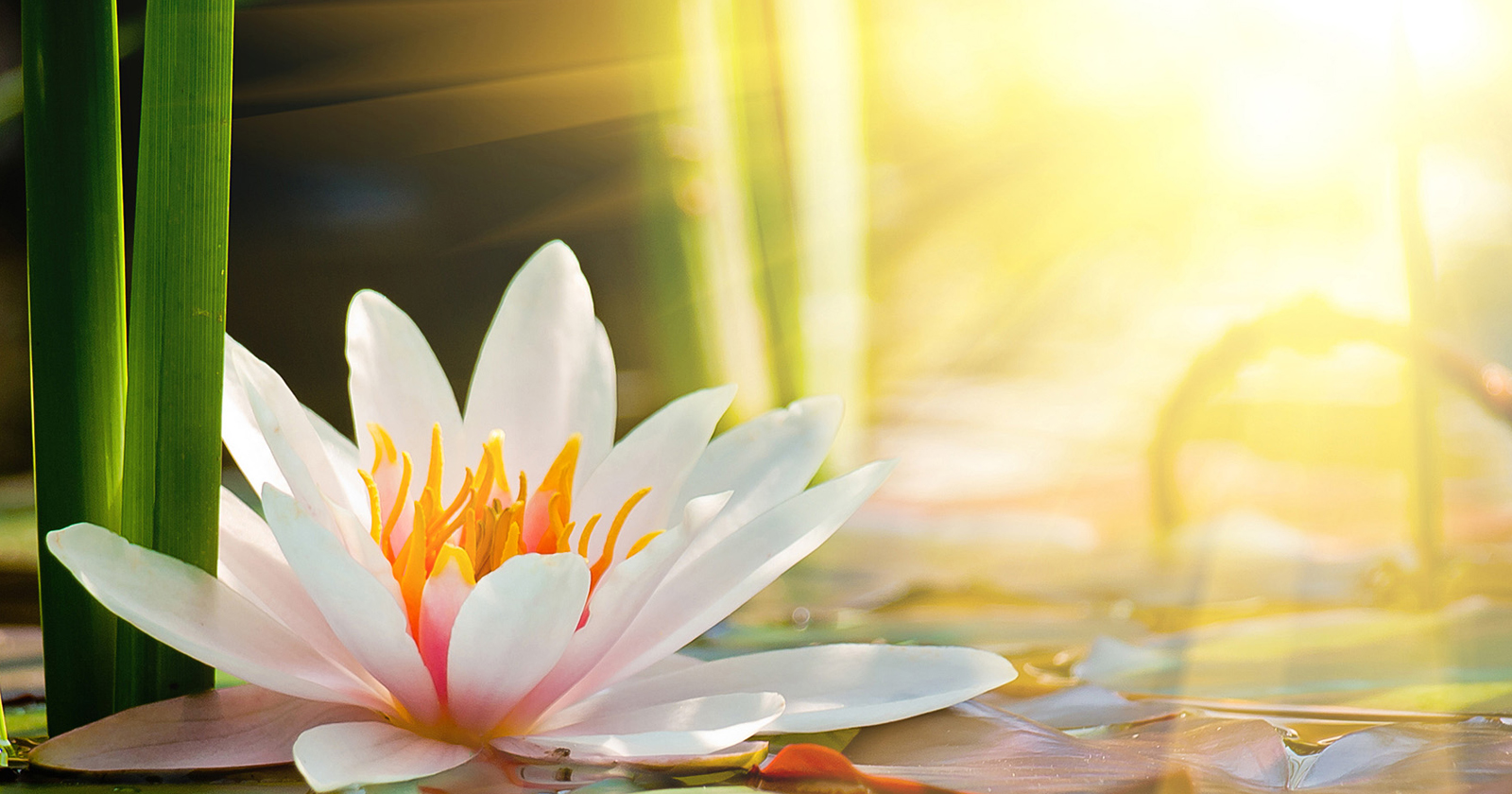 Tử vi tuần mới của 12 con giáp từ 24 – 30/12/2018