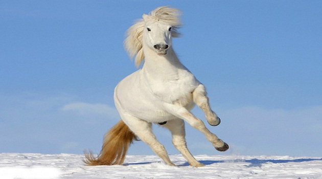 Thần Tài cưng chiều, ba con giáp giàu có tột độ 3 năm tới