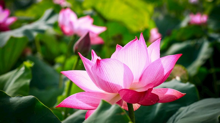 Tử vi  của 12 con giáp trong ngày 31/12/2018