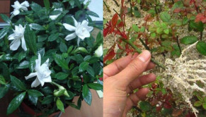 Trồng hoa mà có những “công thức vàng” này sẽ tốt hơn cả việc bón phân