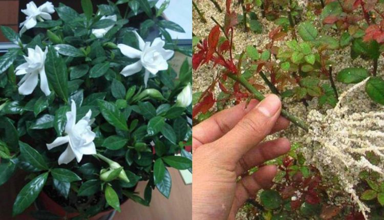 Trồng hoa mà có những “công thức vàng” này sẽ tốt hơn cả việc bón phân