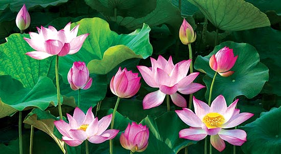 Tử vi của 12 con giáp trong ngày 6/1/2019