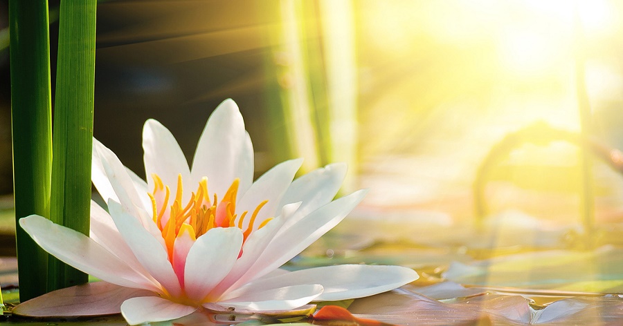 Tử vi tuần mới của 12 con giáp từ 7 – 13/1/2019