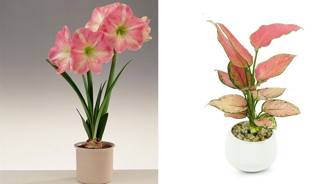 4 loại hoa siêu đẹp chỉ cần nước là sống, đặt ở đâu tiền chảy ào về chỗ đó