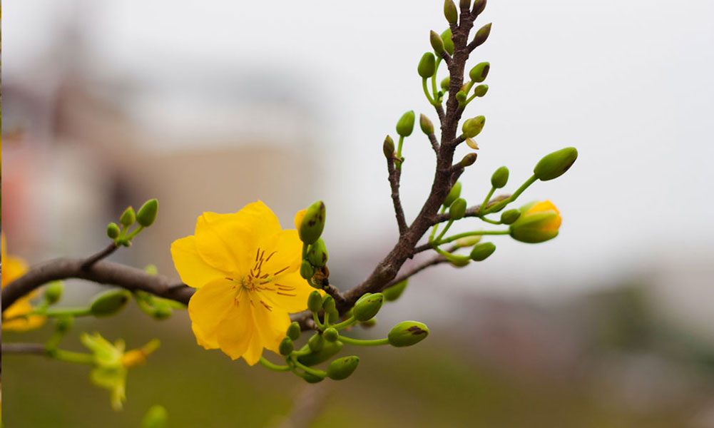 Tử vi của 12 con giáp trong ngày 11/1/2019