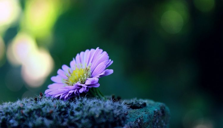 Trong cuộc sống này, đôi lúc mình phải “giả ngu” cho đời đỡ mệt mỏi…