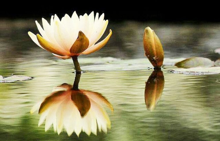 Bình an là một sự lựa chọn, không phải là hoàn cảnh