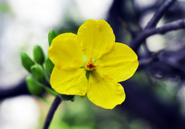 Tử vi của 12 con giáp trong ngày 14/1/2019