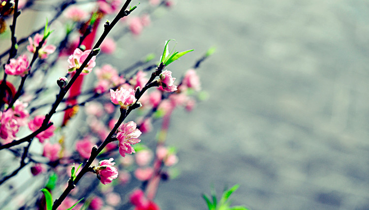 Tử vi của 12 con giáp trong ngày 21/1/2019