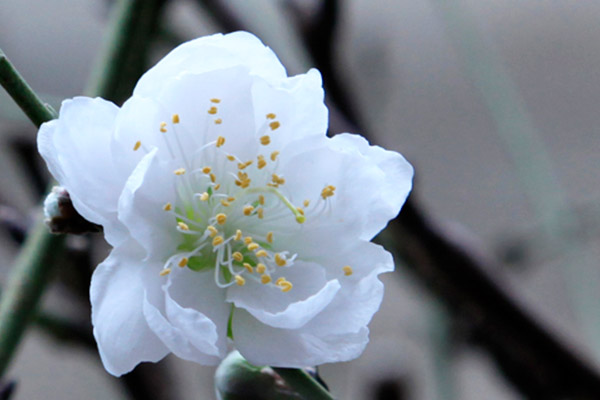 Tử vi của 12 con giáp trong tuần mới từ 21 – 27/1/2019