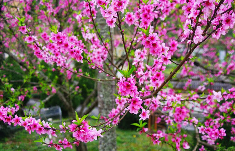 Tử vi của 12 con giáp trong ngày 22/1/2019