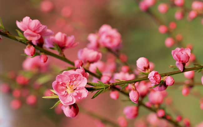 Tử vi của 12 con giáp trong ngày 23/1/2019