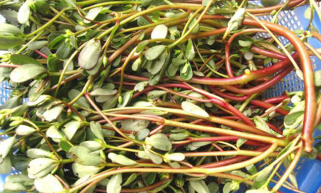 4 loại rau “Trường thọ”, quí hơn cả “nhân sâm” của Trung Hoa mọc rất nhiều tại Việt Nam