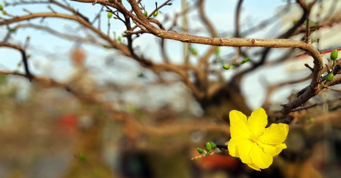 Tử vi của 12 con giáp trong ngày 25/1/2019