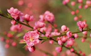 Tử vi của 12 con giáp trong ngày 30/1/2019