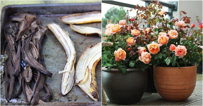 Phơi khô vỏ chuối vùi xuống đất, sau 5 ngày cây HỒNG yếu cỡ nào cũng nở hoa trĩu trịt