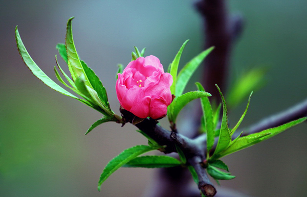 Tử vi của 12 con giáp trong ngày 14/2/2019