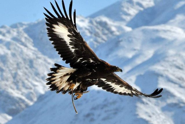 Muốn thành công phải biết sống và tái sinh như đại bàng: Tự dứt sạch lông và đập gãy mỏ, không dám chọn nỗi đau thấu xương thì chỉ còn đường chết