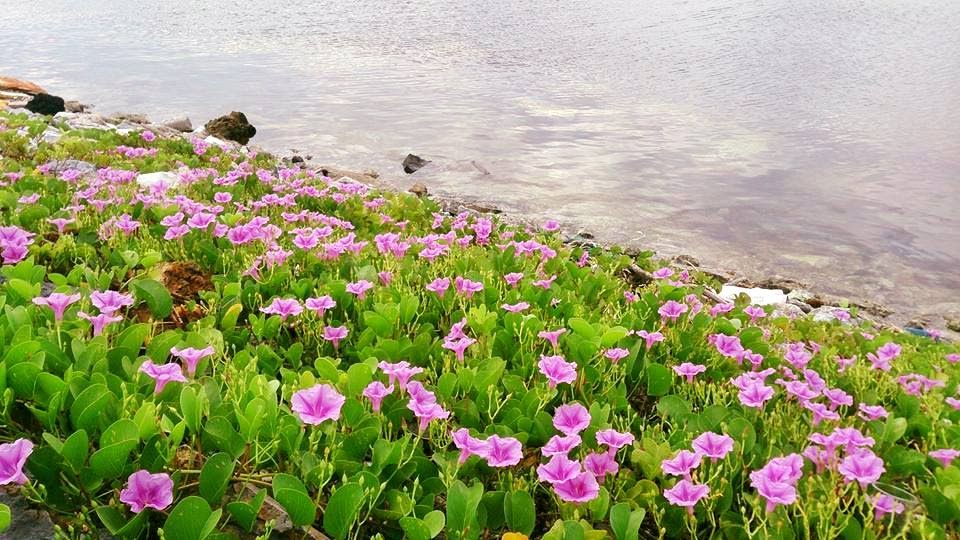 Tử vi của 12 con giáp trong ngày 27/2/2019