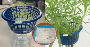 Không cần đất, chỉ 1 chiếc rổ sau 3 tuần là có RAU MUỐNG sạch tốt um, ăn hoài không hết