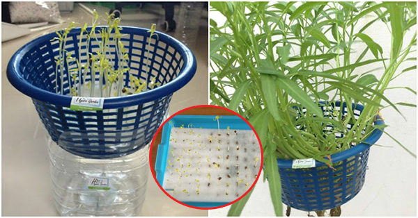 Không cần đất, chỉ 1 chiếc rổ sau 3 tuần là có RAU MUỐNG sạch tốt um, ăn hoài không hết