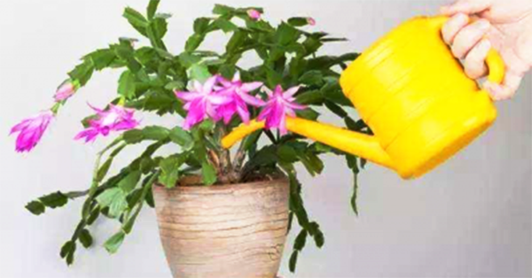 ‘Công thức vàng’ giúp bạn trồng hoa tốt hơn cả việc bón phân