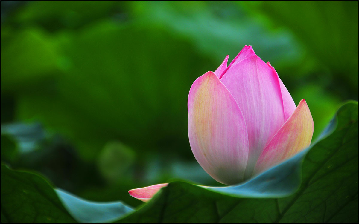 Tử vi của 12 con giáp trong ngày 5/3/2019