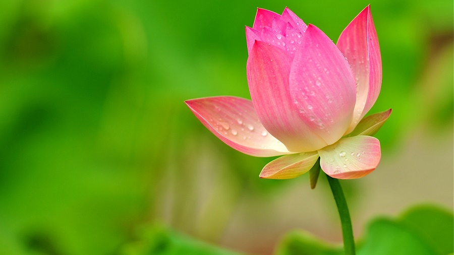 Tử vi của 12 con giáp trong ngày 8/3/2019