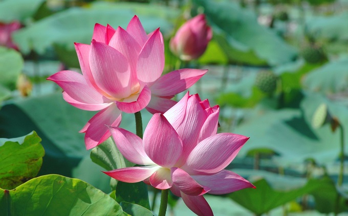 Tử vi của 12 con giáp trong ngày 9/3/2019