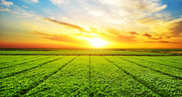 Tử vi tuần mới của 12 con giáp từ 11 – 17/3/2019