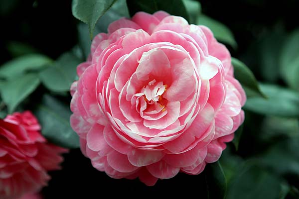 Tử vi của 12 con giáp trong ngày 17/4/2019