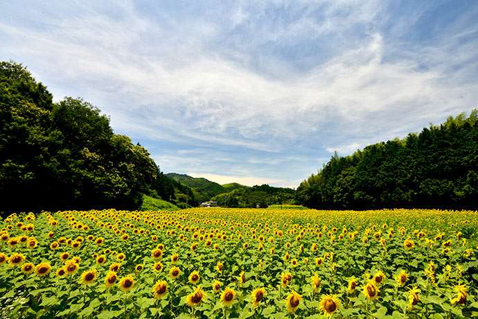 Tử vi của 12 con giáp trong ngày 18/4/2019