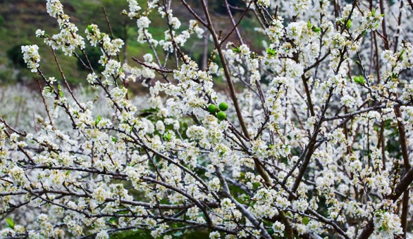 Tử vi của 12 con giáp trong ngày 23/4/2019