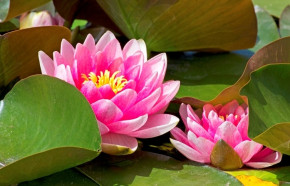 Khi lòng tốt được người truyền người, tâm truyền tâm…