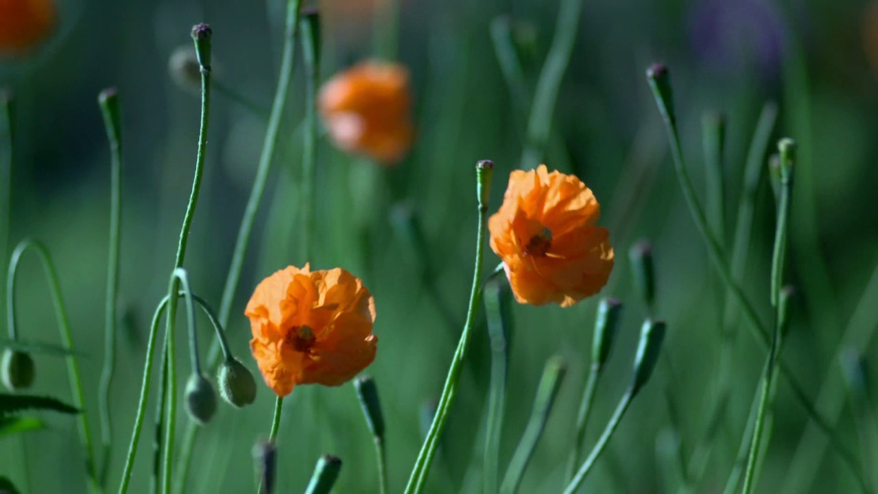 Tử vi của 12 con giáp trong ngày 30/4/2019