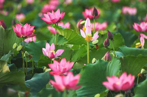 Tử vi của 12 con giáp trong ngày 12/5/2019