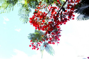 Tử vi của 12 con giáp trong ngày 14/5/2019