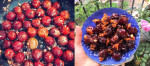 Mận đang vào mùa, tranh thủ làm ô mai mận xào gừng dẻo thơm ngon mê ly