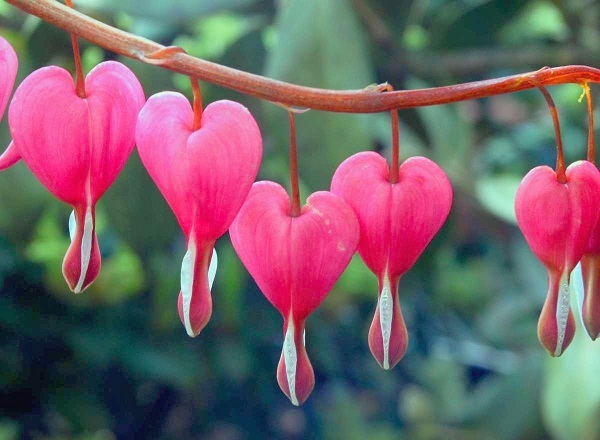 Tử vi của 12 con giáp trong ngày 21/5/2019