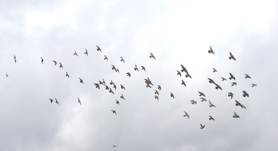 Làm người: Thắng ở tầm nhìn, thua ở tính toán; làm việc: Thắng ở nhân cách, thua tại “thông minh”