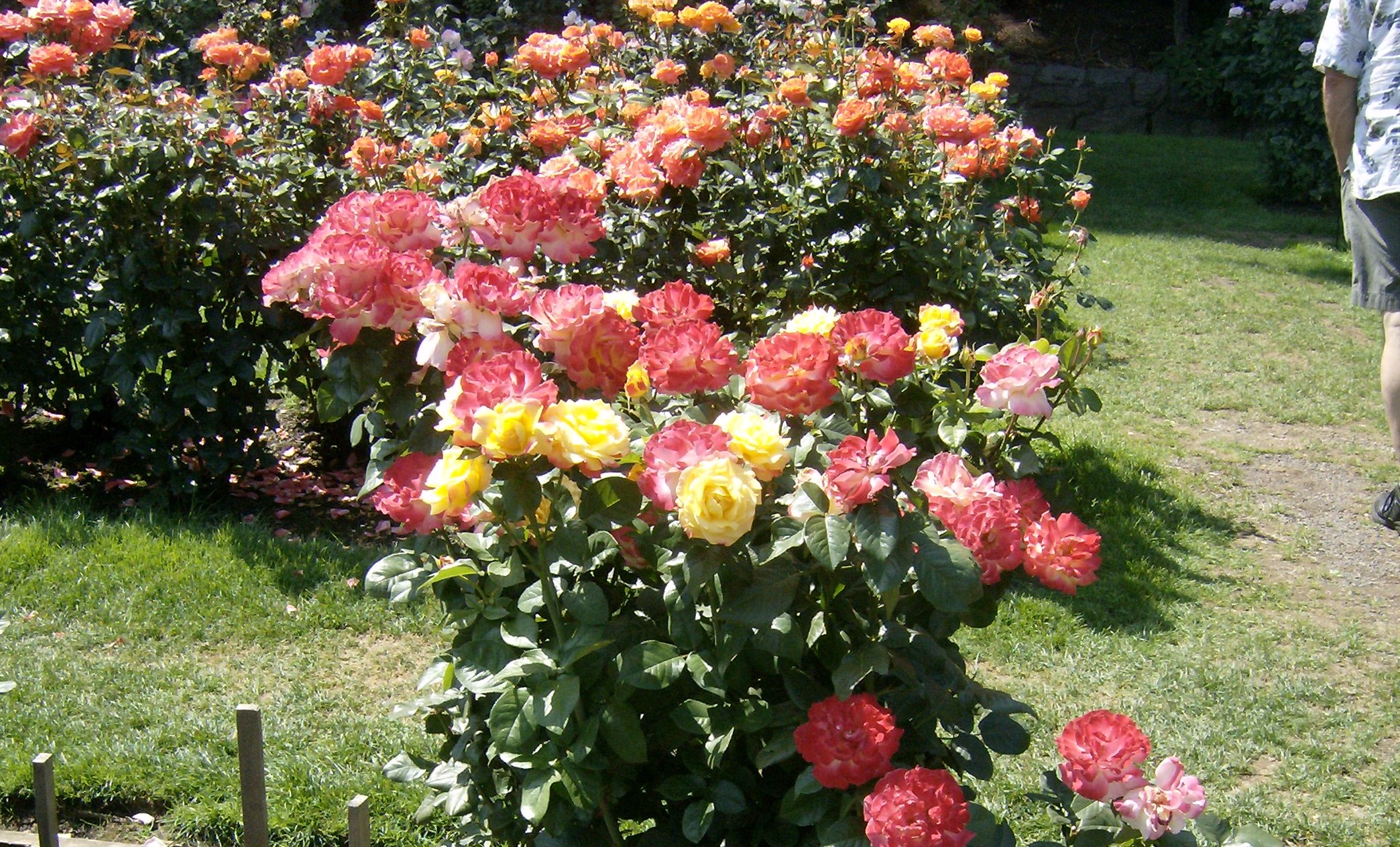 Cách trồng và chăm sóc hoa hồng để cây cho nhiều hoa nhất