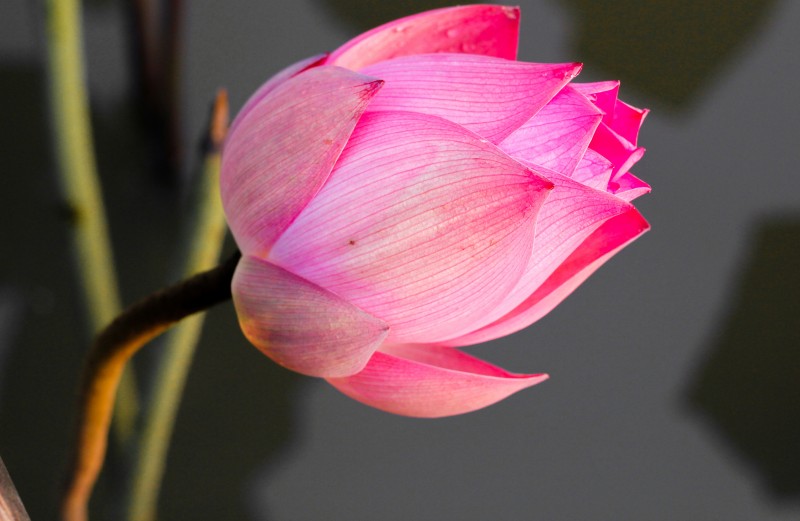 Tử vi của 12 con giáp trong ngày 4/6/2019