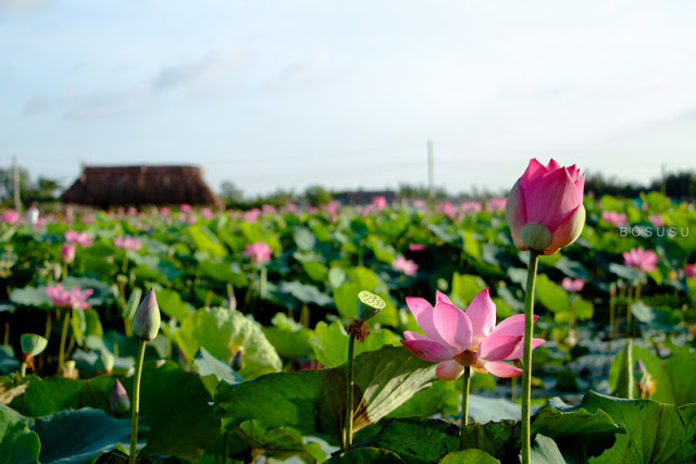 Tử vi của 12 con giáp trong ngày 8/6/2019