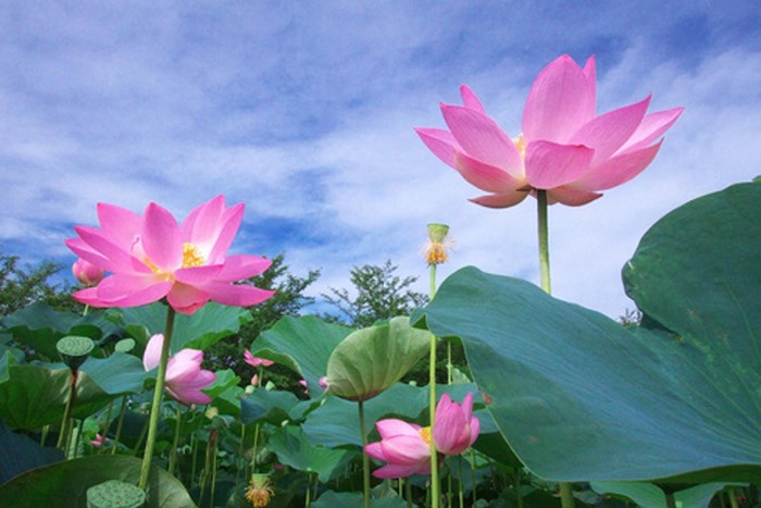 Tử vi của 12 con giáp trong ngày 12/6/2019