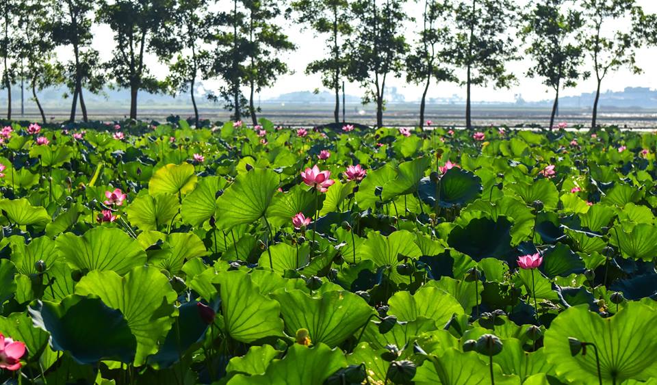 Tử vi của 12 con giáp trong ngày 14/6/2019